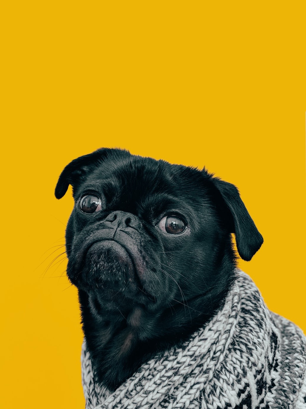 Un petit chien